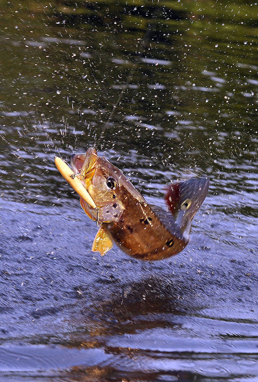 Peacock Bass jumping out of the water